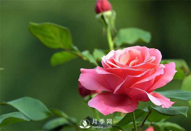 盆花月季批發(fā) 花開四季醉美(圖1)