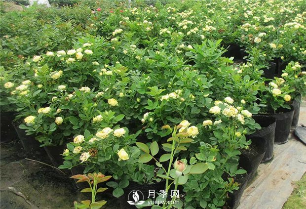 盆花月季種植需要注意些什么(圖1)