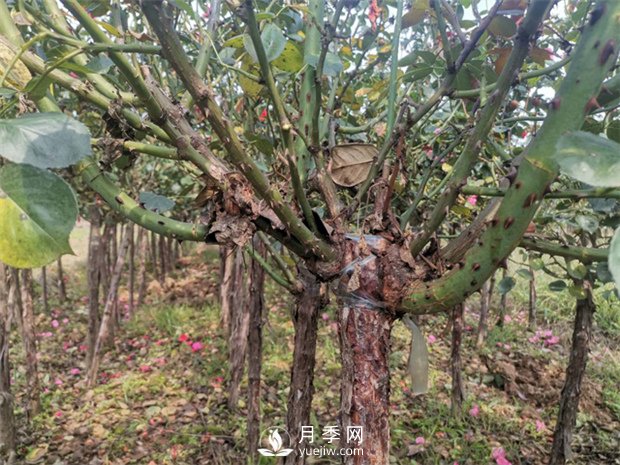 南陽樹狀月季基地淺談冬季如何養(yǎng)花？(圖1)