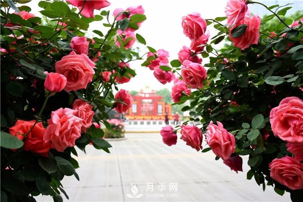 南陽(yáng)月季淺談野生薔薇來(lái)嫁接月季好嗎？(圖1)