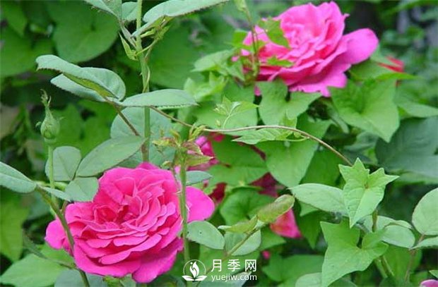 南陽樹狀月季：月季花為什么越開越??？(圖1)