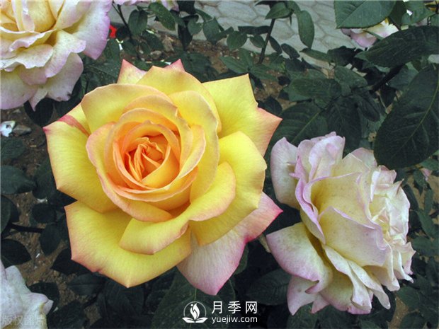 南陽(yáng)月季樹(shù)月季花的作用有哪些 月季的冬季如何管理(圖1)