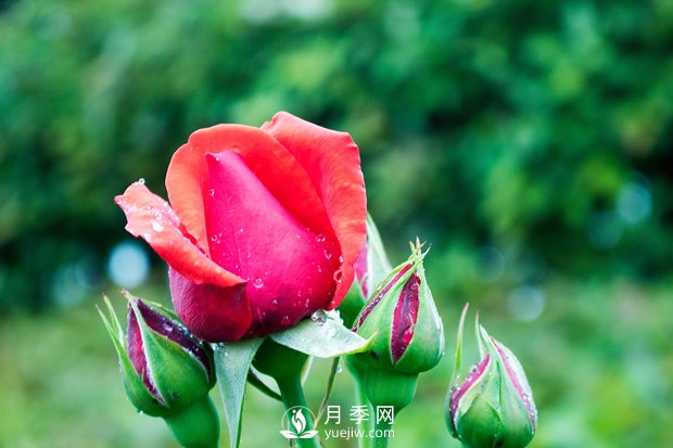 盆栽花卉長(zhǎng)時(shí)間干旱的時(shí)候可以立刻澆水嗎？(圖1)