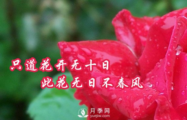 南陽樹狀月季怎么培育 月季花的三大作用(圖1)