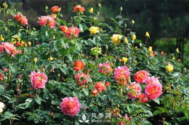 南陽(yáng)月季教您如何區(qū)分藤本月季和豐花月季？(圖1)