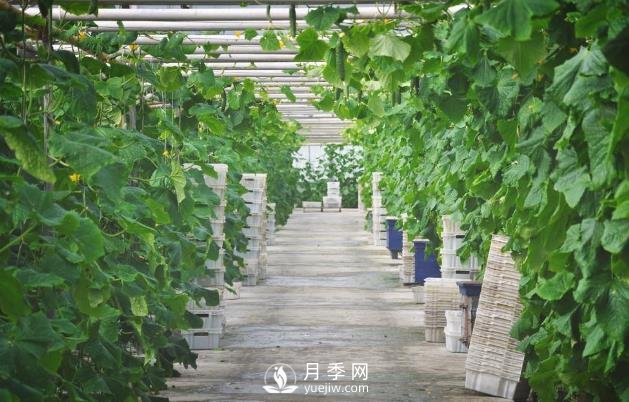 蔬菜全年種植安排計(jì)劃表：1-12月種什么菜，全都說(shuō)清楚了(圖1)