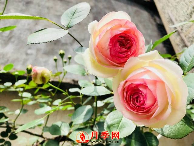 養(yǎng)護(hù)月季花這么做，來年繁茂又漂亮！(圖1)