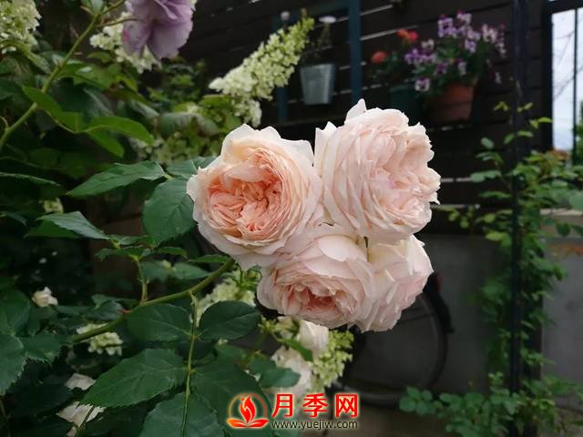 養(yǎng)護(hù)月季花這么做，來年繁茂又漂亮！(圖2)