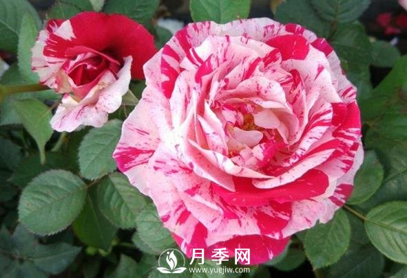 節(jié)日禮花月季，灌木月季推薦(圖1)