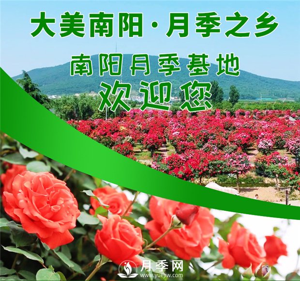 讓南陽月季花香飄神州大地(圖1)