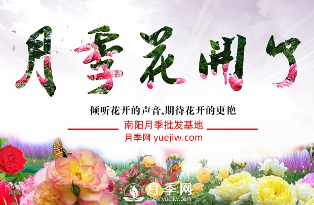 南陽月季產(chǎn)業(yè)進(jìn)入快速發(fā)展階段(圖1)