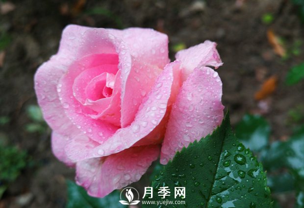 常見的家庭盆栽花卉，花色豐富多樣，花朵鮮艷好看(圖1)