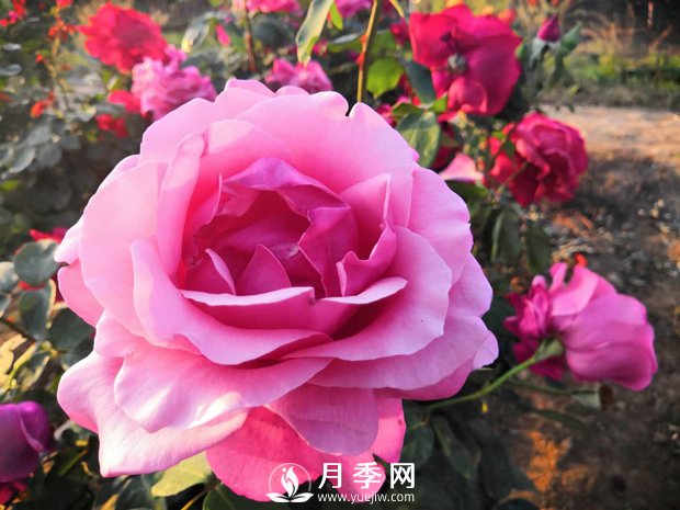 月季花葉黃怎么辦？有什么解決辦法(圖1)