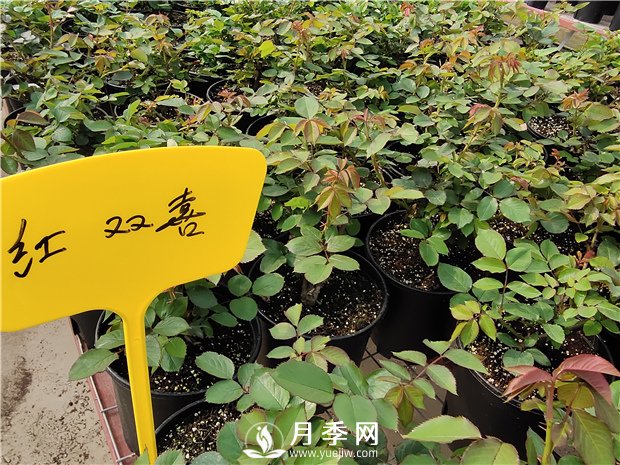 北方封閉陽(yáng)臺(tái)能種植樹狀月季嗎？(圖1)