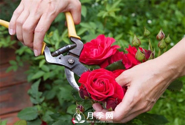 月季花的具體修剪時間？(圖1)