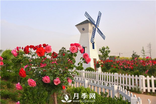 想要養(yǎng)出一片月季花海不是那么容易的事情(圖1)