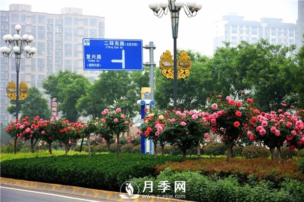 沒(méi)有了月季花，再怎么美麗的城市，都只是一座空城(圖2)