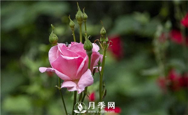 薔薇和月季如果想休眠？要如何管理？(圖1)