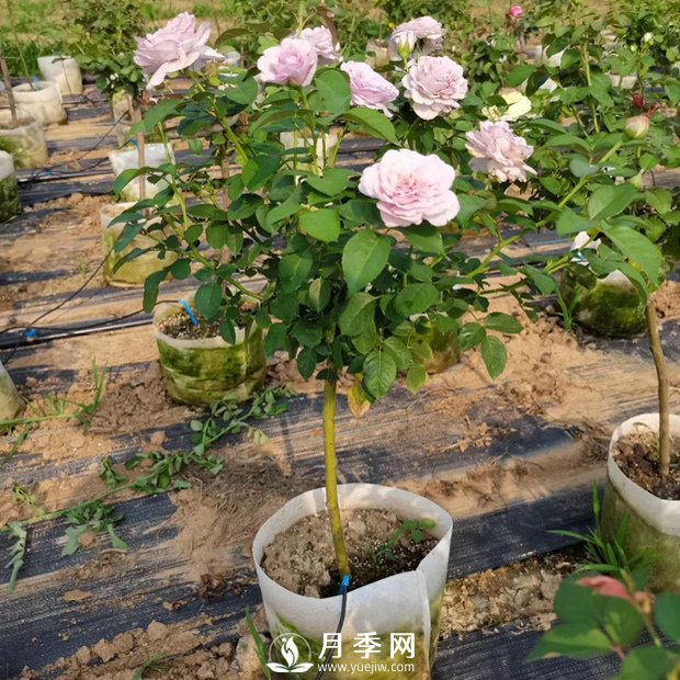 如何種植月季花苗的方法，有需要的朋友千萬不可錯過哦(圖1)