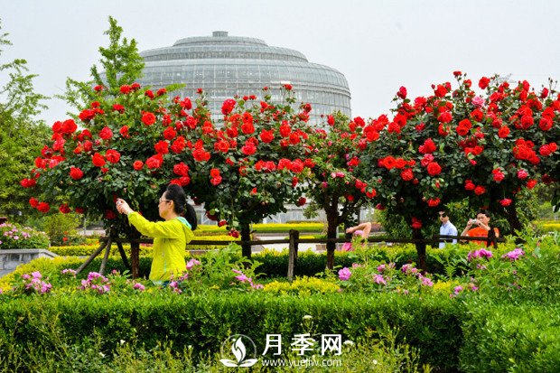 月季花苞到開花要多久？你知道什么因素決定的嗎(圖1)