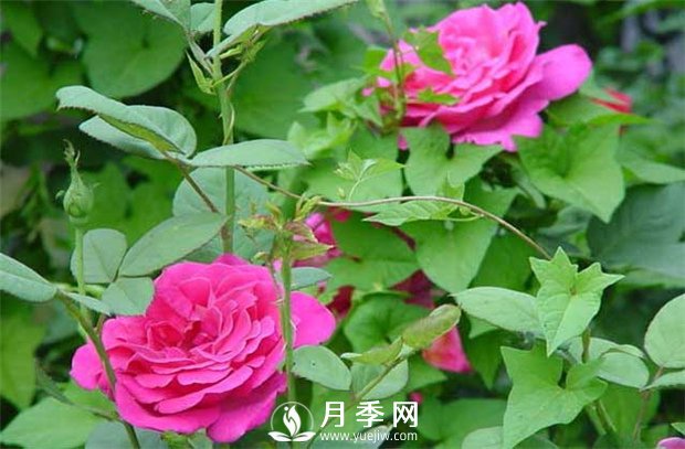 月季養(yǎng)護(hù)其他注意點(diǎn) 養(yǎng)花必看(圖1)