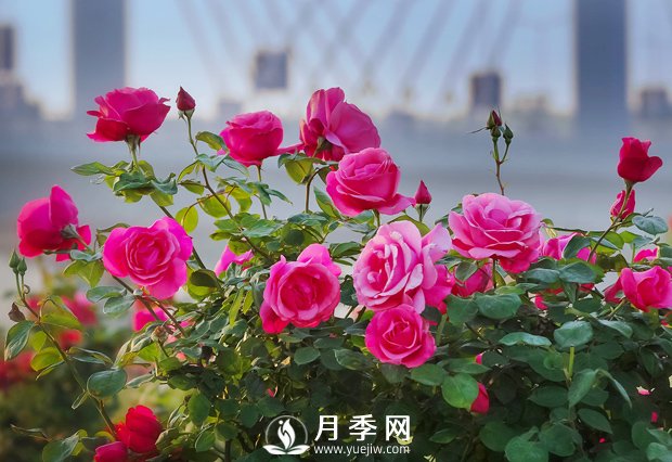 月季花樣艷麗，花形大氣美觀(圖1)