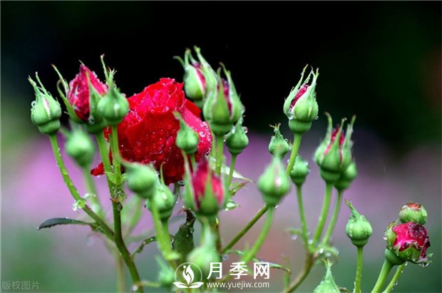 想要月季花苞多 開(kāi)花好看 你需要這樣施肥(圖1)