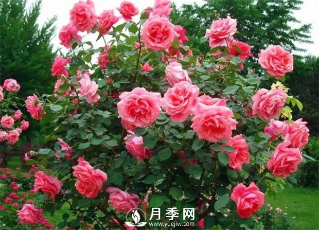 九月你就要這樣養(yǎng)護(hù)月季花(圖1)