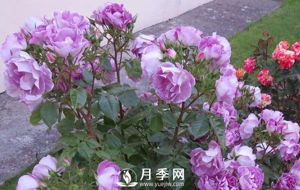 網(wǎng)紅花藍色妖姬和藍玫瑰一樣嗎？ 你更喜歡哪一個呢？(圖1)