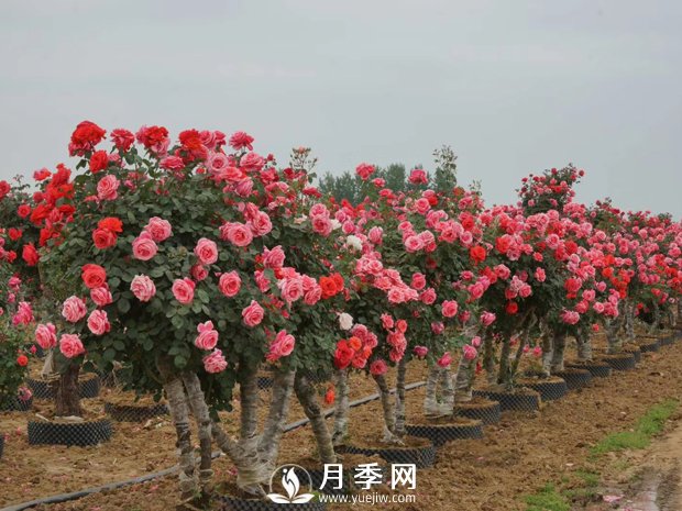 一般月季是在幾月開花？月月紅咋來的？(圖1)