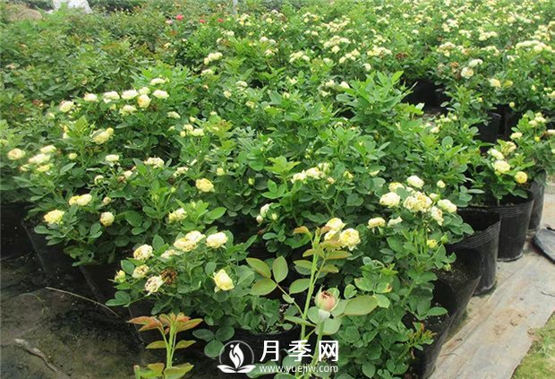 養(yǎng)護(hù)月季花植物7個問題 {干貨}(圖1)