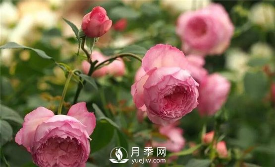 月季花這么受歡迎，看看她的優(yōu)勢(shì)在哪里！(圖1)