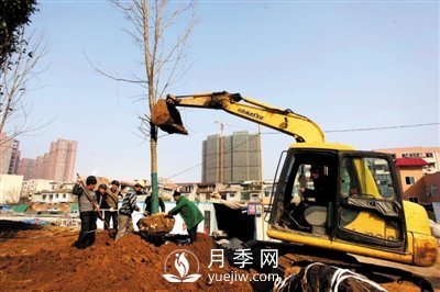 南陽：花木美化道路 提升城市綠化(圖1)