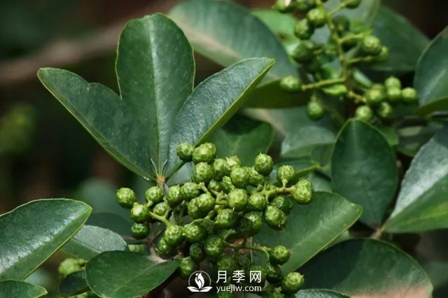 2020年花椒產(chǎn)業(yè)現(xiàn)狀，2021年面對(duì)當(dāng)前的困境該怎么做？(圖3)