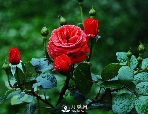 洛陽夏季養(yǎng)藤本月季的技巧，花友快來看看吧(圖1)