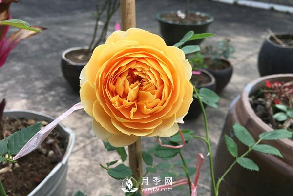 盆栽月季樹養(yǎng)植常見問題有哪些？(圖1)