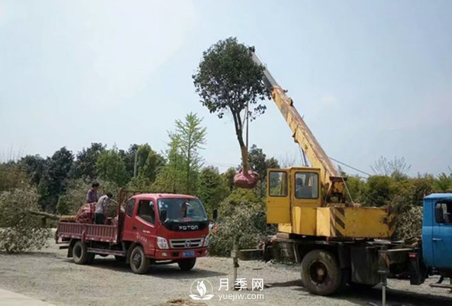 大規(guī)格苗木裝運(yùn)技巧，移植技術(shù)有哪些技巧？(圖2)