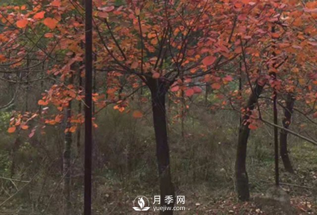 紅葉石楠的移栽準(zhǔn)備繁殖及病蟲害防治栽培(圖1)