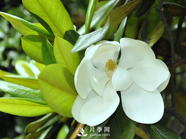 如何區(qū)分廣玉蘭、白玉蘭和二喬玉蘭？(圖1)