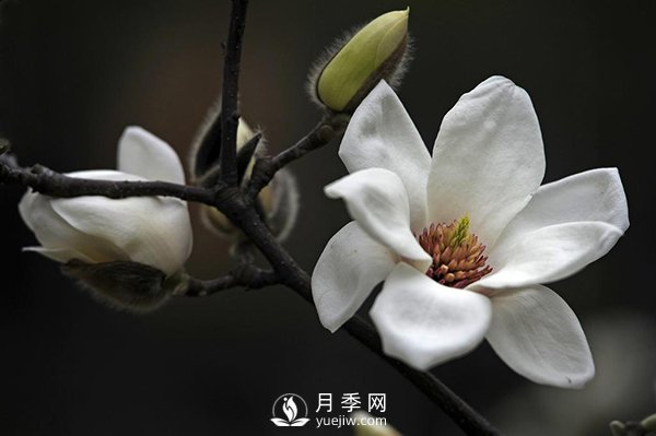 如何區(qū)分廣玉蘭、白玉蘭和二喬玉蘭？(圖2)