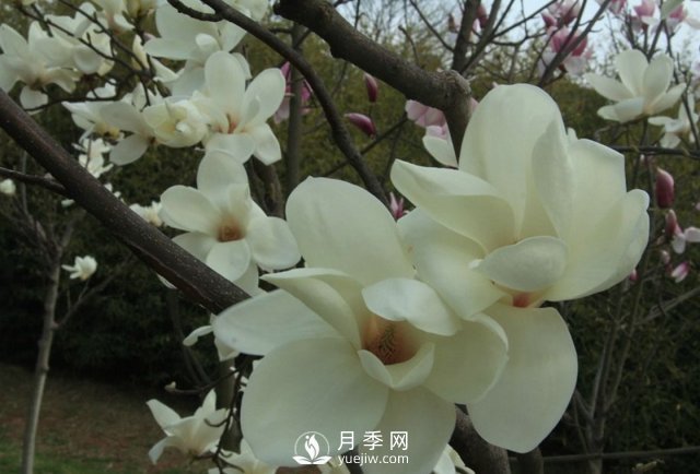 怎樣能使白玉蘭如期開花？(圖1)