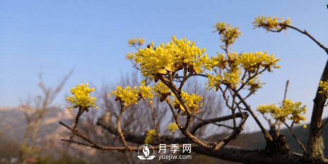 河南山茱萸有沒有成為園林常用苗的實(shí)力？(圖1)