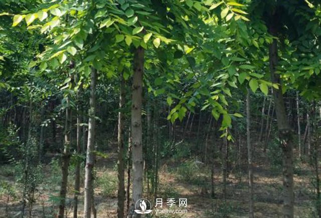 白玉蘭樹(shù)的種植方法(圖1)