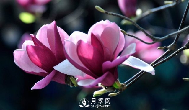 如何繁殖栽培紅玉蘭？(圖1)