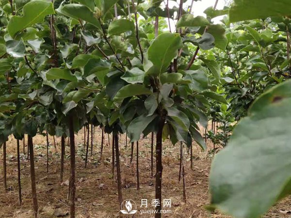 巨紫荊種子播種方法種子怎樣種植才***好呢？(圖1)