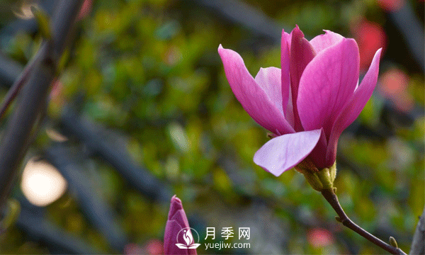 南陽(yáng)苗木基地殖玉蘭花注意什么？什么時(shí)候開(kāi)花呢？(圖1)