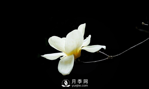 盆栽種植白玉蘭，這幾項(xiàng)不能忽視(圖1)