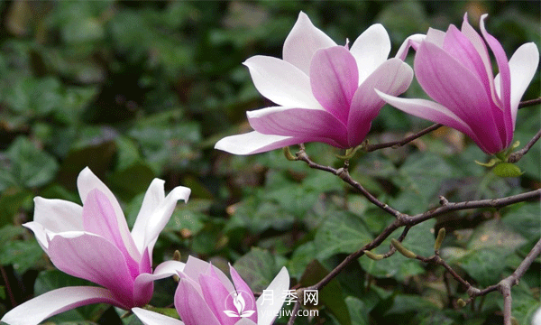 幾回夢(mèng)故里，紅花玉蘭香——紅玉蘭贊(圖1)