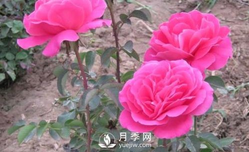 南陽(yáng)月季種植對(duì)溫度土壤的要求有什么？(圖1)