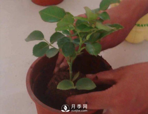 月季休眠期，南陽月季種植基地是怎樣修剪的？(圖1)